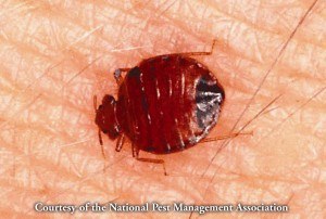 Bedbugs thrive despite inbreeding