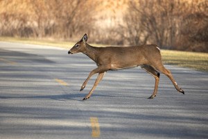 deer in roadway