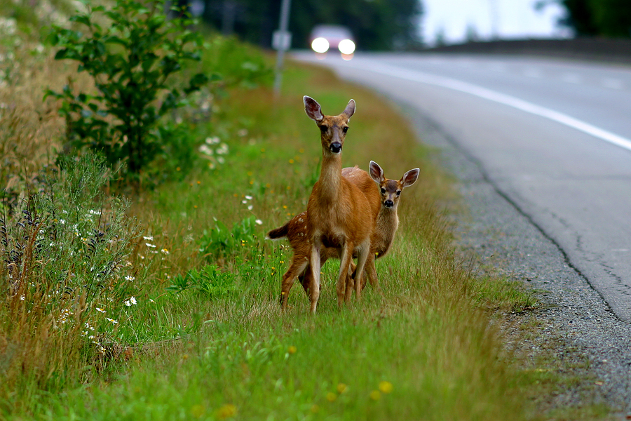 Fall Most Dangerous Season for Deer-Vehicle Collisions