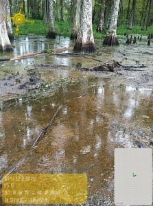 photo: Louisiana Department of Natural Resources