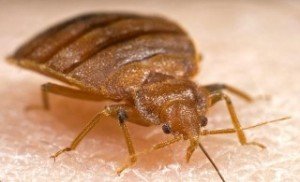 bed bug/photo credit: Loyola University Health System