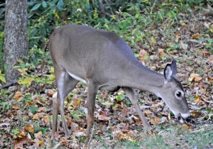 State Farm Research Shows U.S. Deer-Vehicle Collisions Declined by 4.3 Percent. (PRNewsFoto/State Farm)