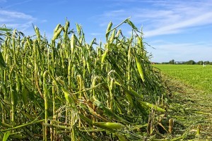 Hail damaged cornfield
