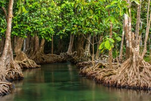 Mangrove trees 