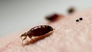 Some of the most widely used commercial chemicals to kill bedbugs are not effective because the pesky insects have built up a tolerance to them, according to a team of researchers from Virginia Tech and New Mexico State University. Source: Virginia Tech
