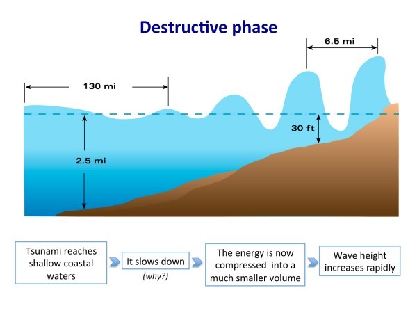 As the tsunami reaches shallow coastal waters, wave height can increase rapidly, and the speed reduces. Courtesy of Elena Suleimani
