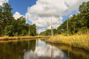 Water inlet along wetlands of Pamlico River in coastal region of North Carolina.