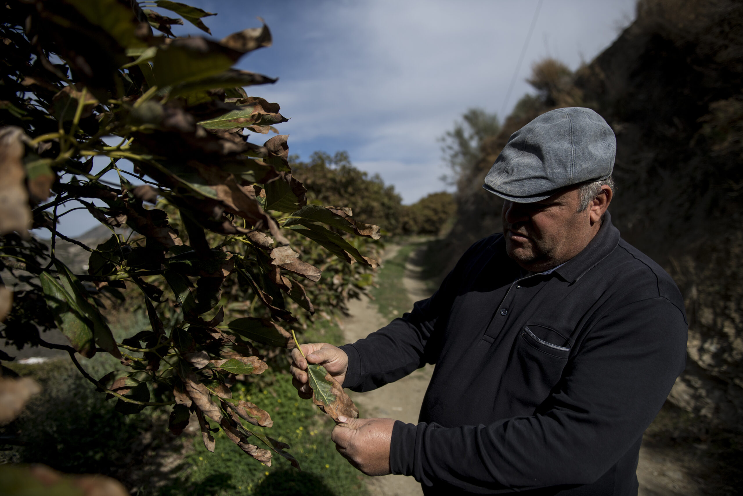 Spain's Failing Avocado Harvest Is a Warning for the Rest of the World's  Supply