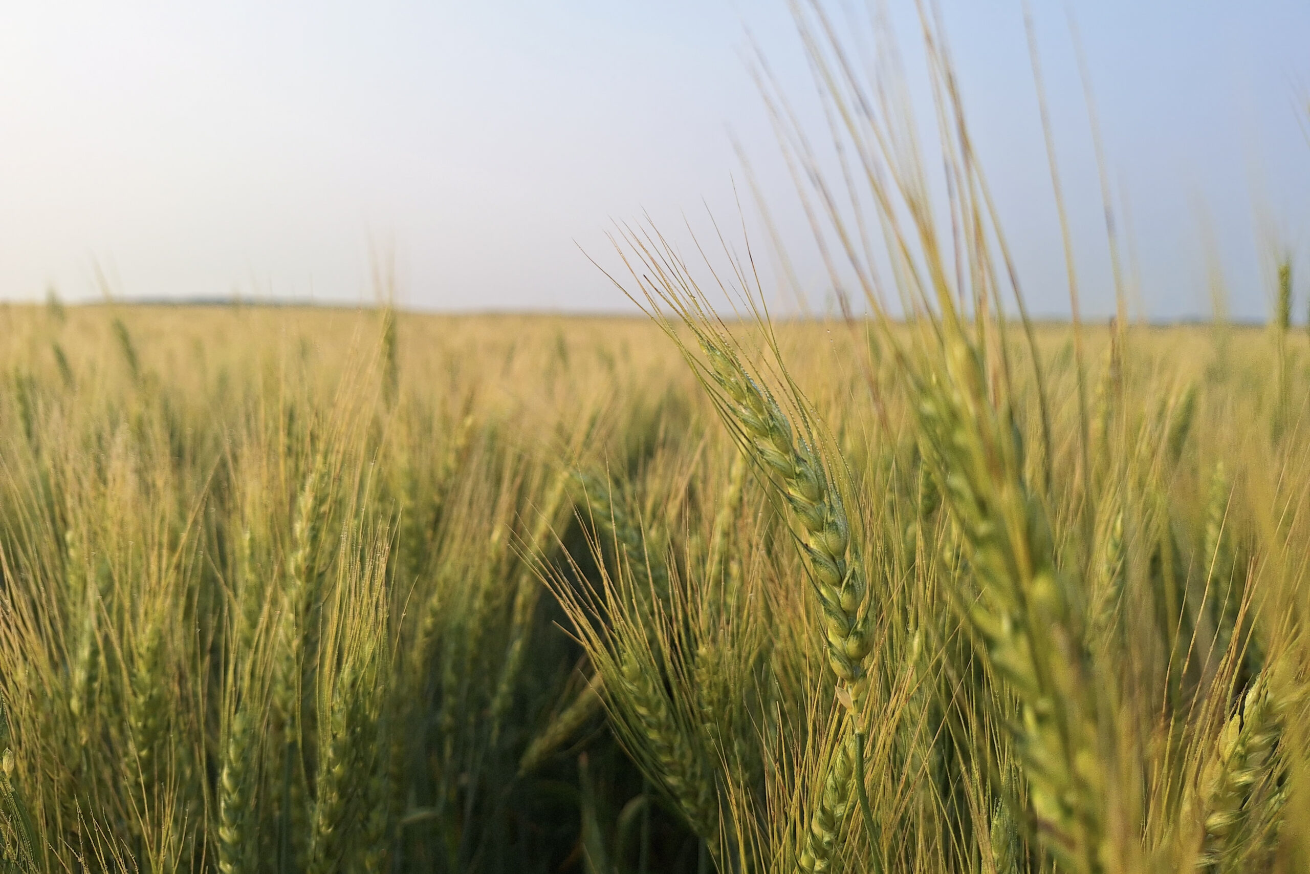 Heat Worries US Wheat Farmers Just as Crop Prices Are Surging