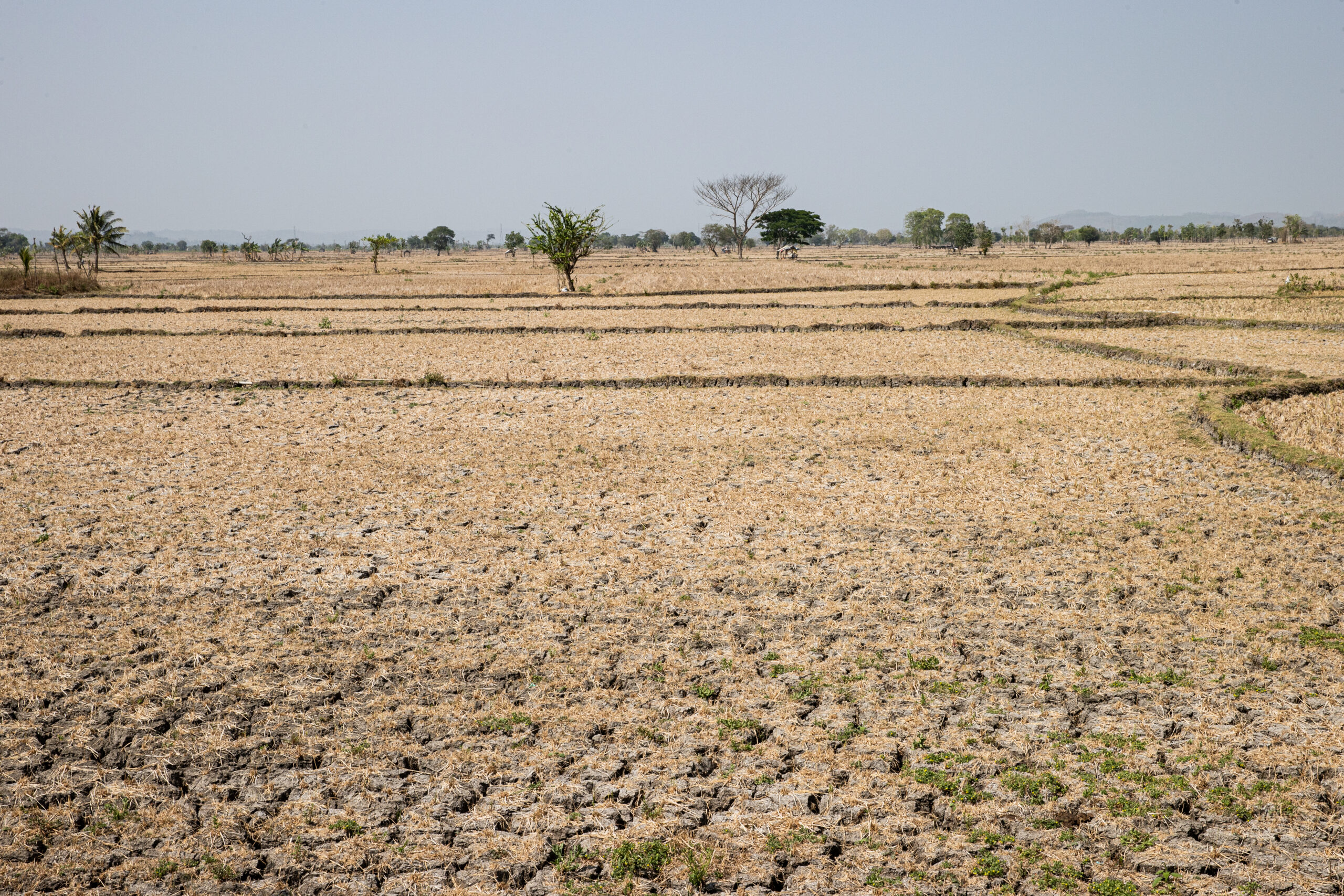 Money Managers Say There's Nowhere to Hide as Super El Niño Forms